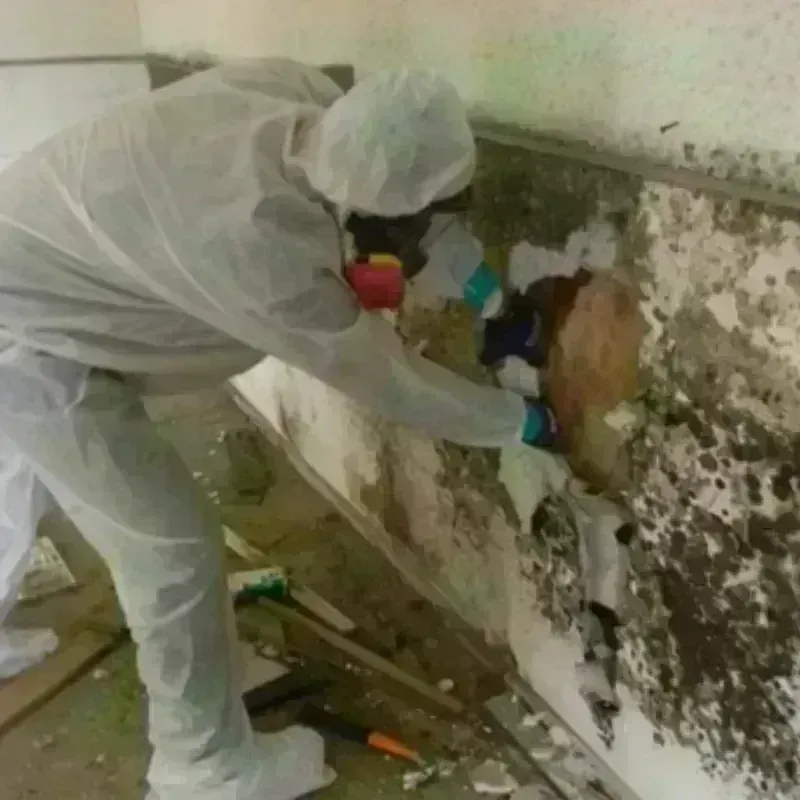 Mold Remediation and Removal in Sanford, NC